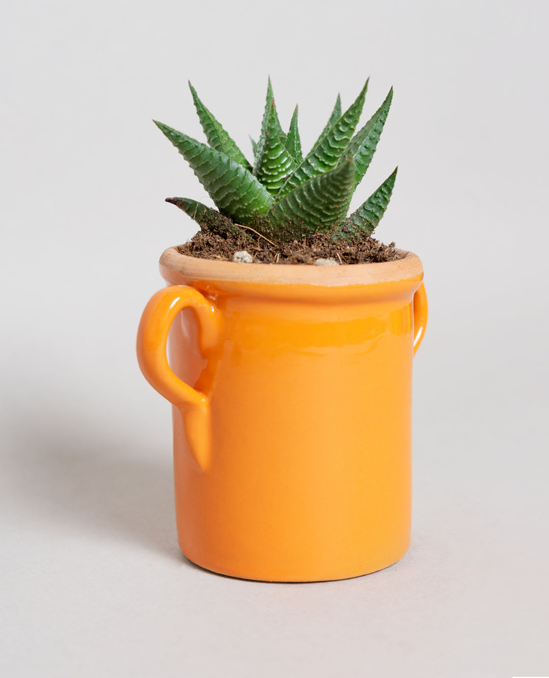 Haworthia fasciata con capasa in ceramica