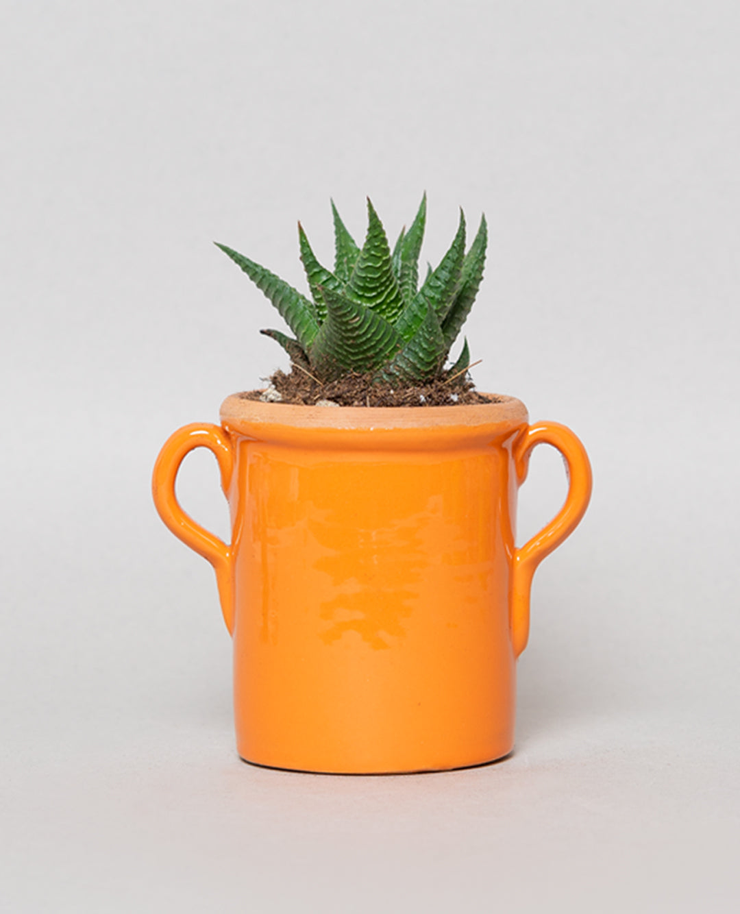 Haworthia fasciata con capasa in ceramica
