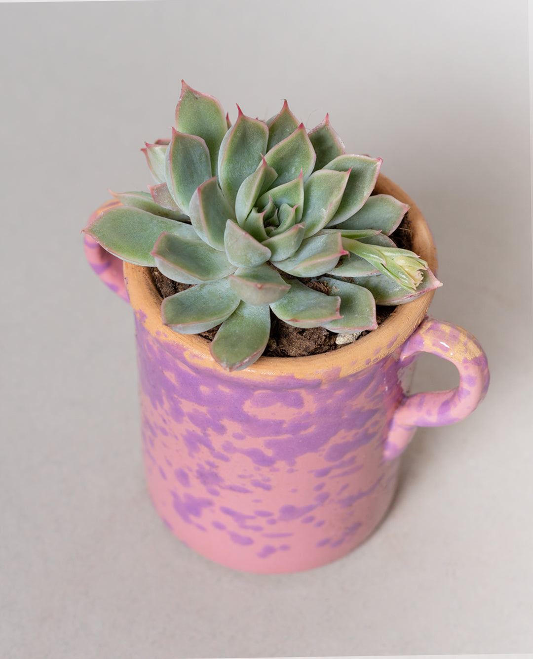 Echeveria con capasa in ceramica