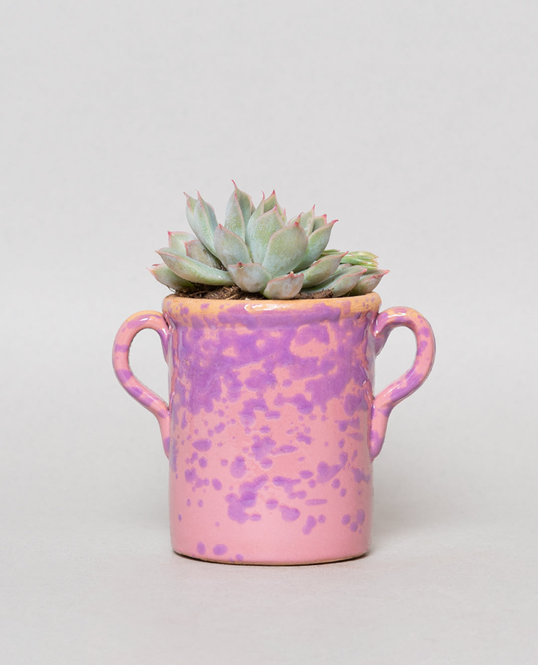 Echeveria con capasa in ceramica