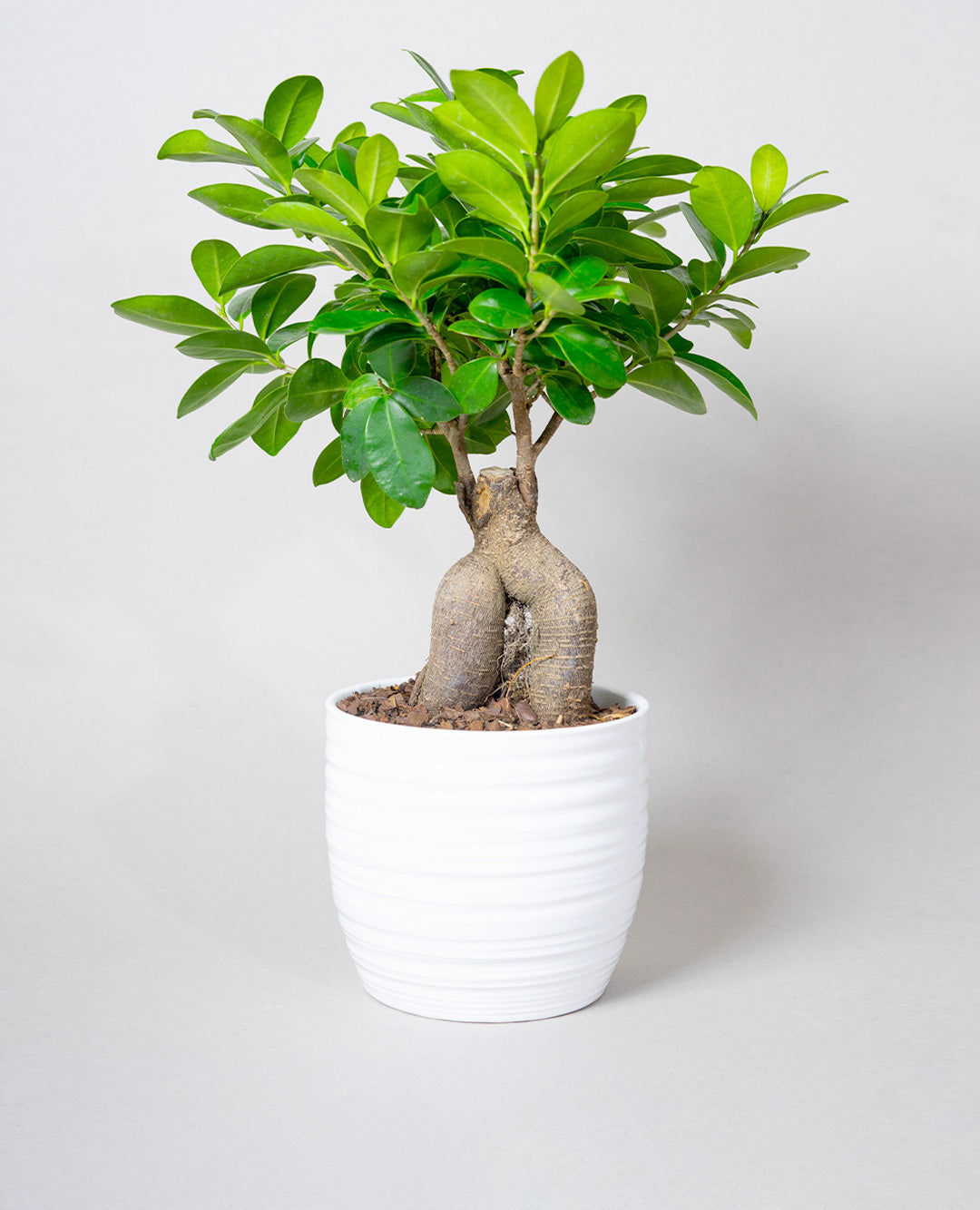 Bonsai Ficus Ginseng grande