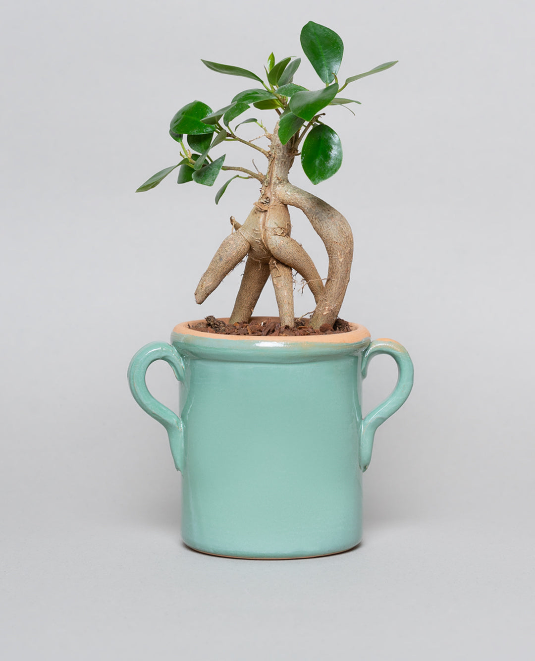 Bonsai Ficus Ginseng