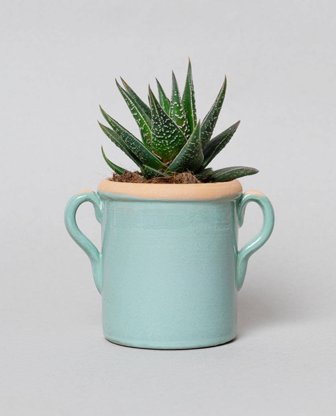 Haworthia fasciata con capasa in ceramica