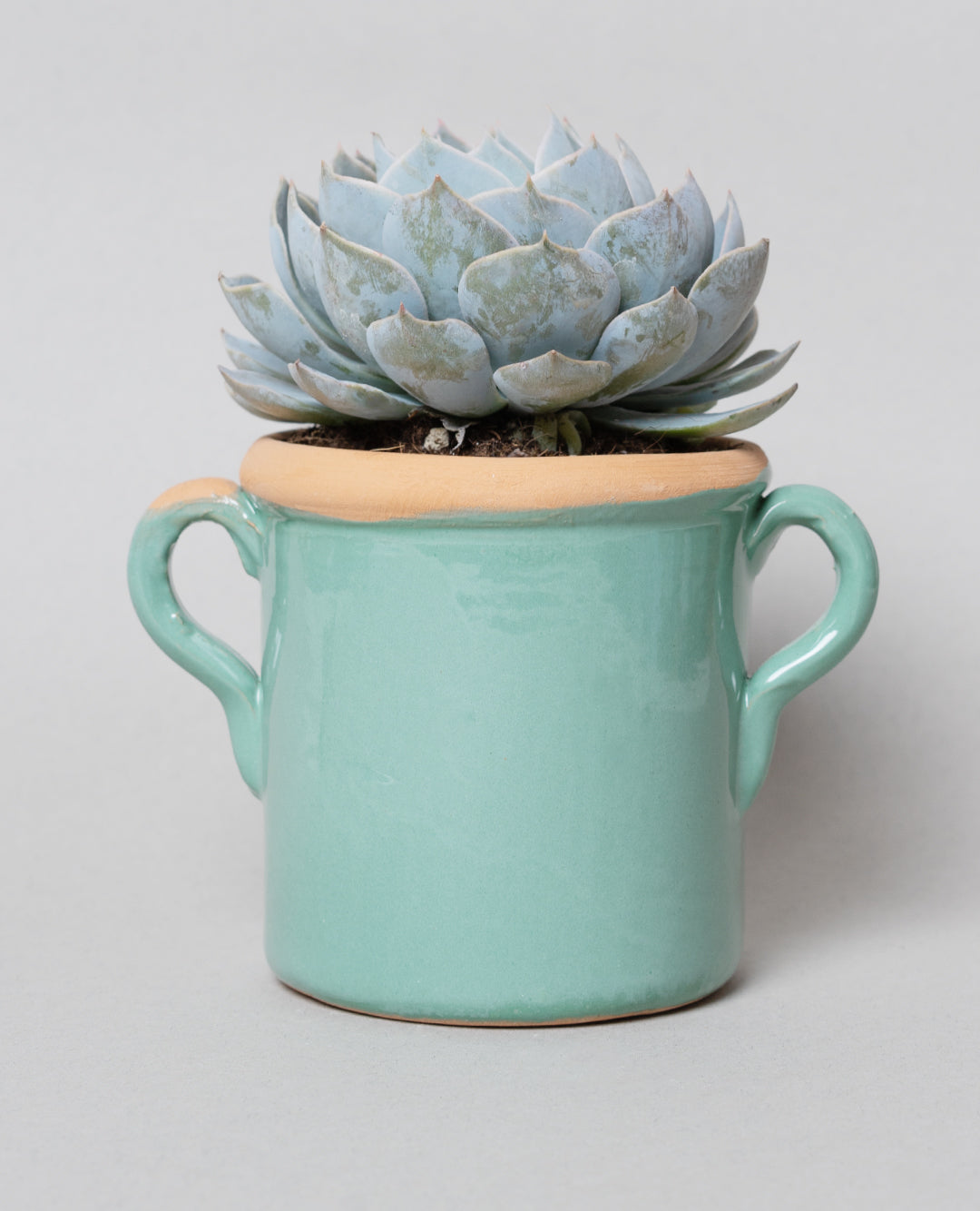 Echeveria Subsessilis con vaso in ceramica