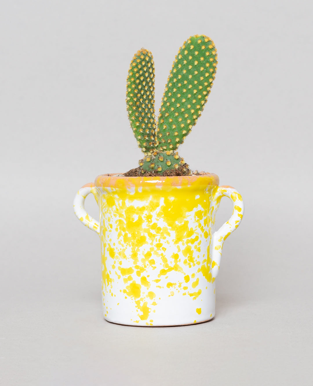 Opuntia microdasys con capasa in ceramica