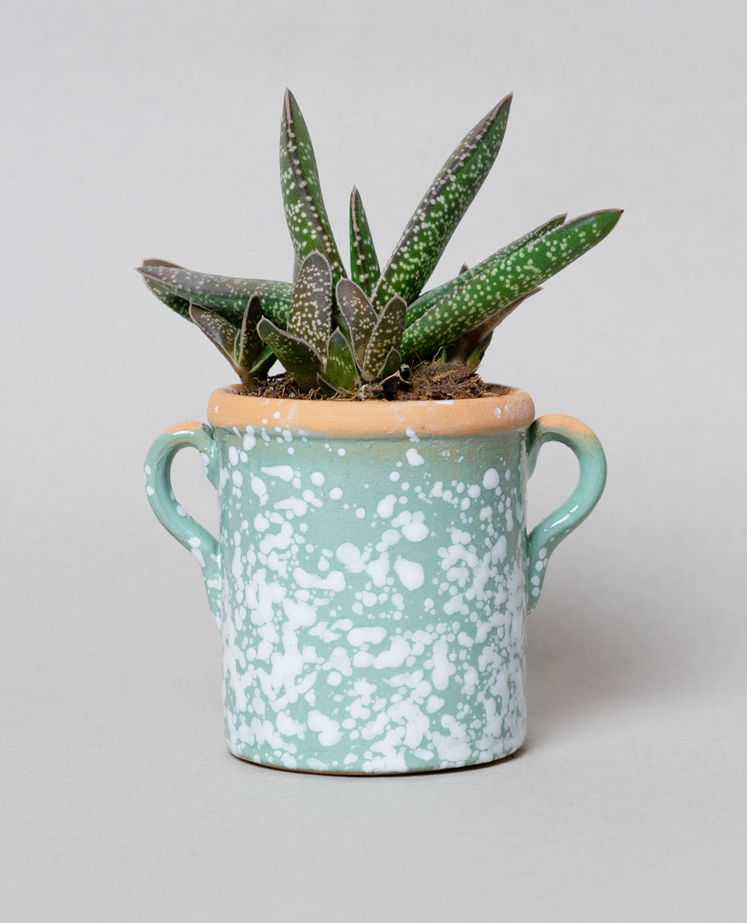 Gasteria Little Warty con capasa in ceramica