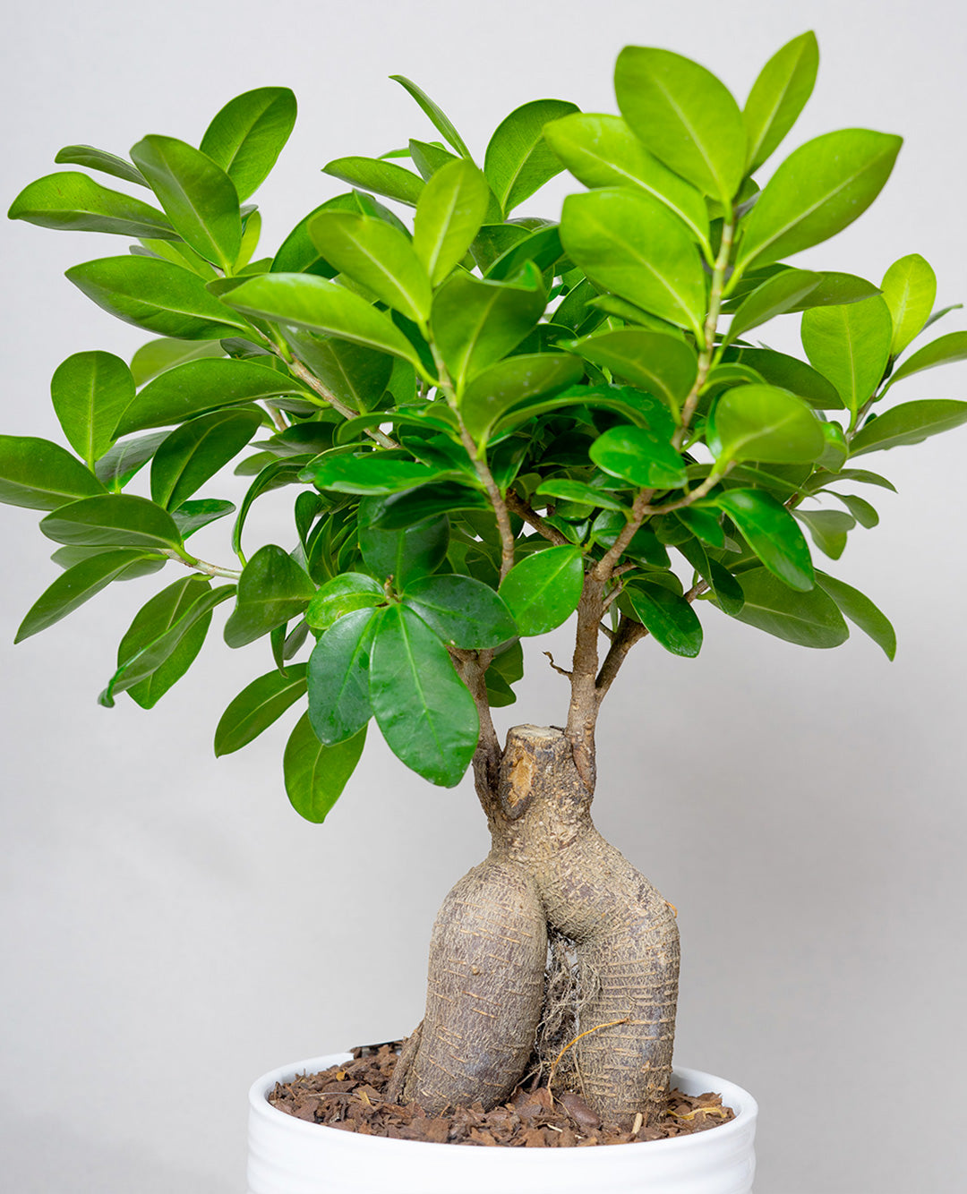 Bonsai Ficus Ginseng grande