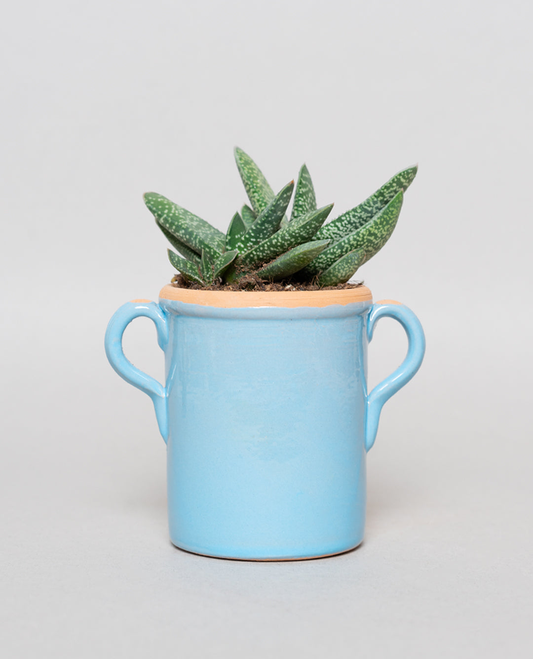 Gasteria Little Warty con capasa in ceramica