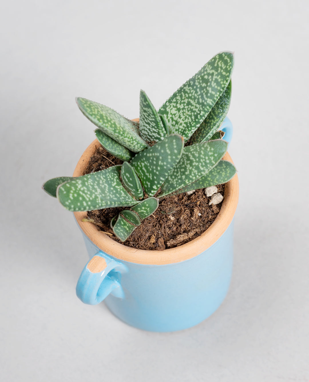 Gasteria Little Warty con capasa in ceramica