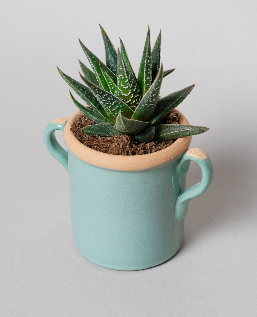 Haworthia fasciata con capasa in ceramica
