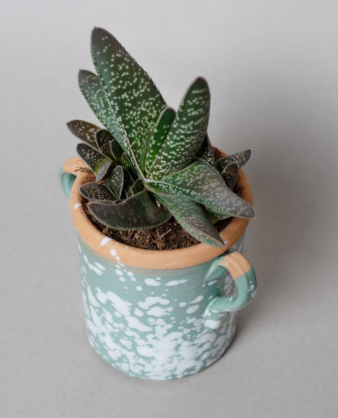 Gasteria Little Warty con capasa in ceramica