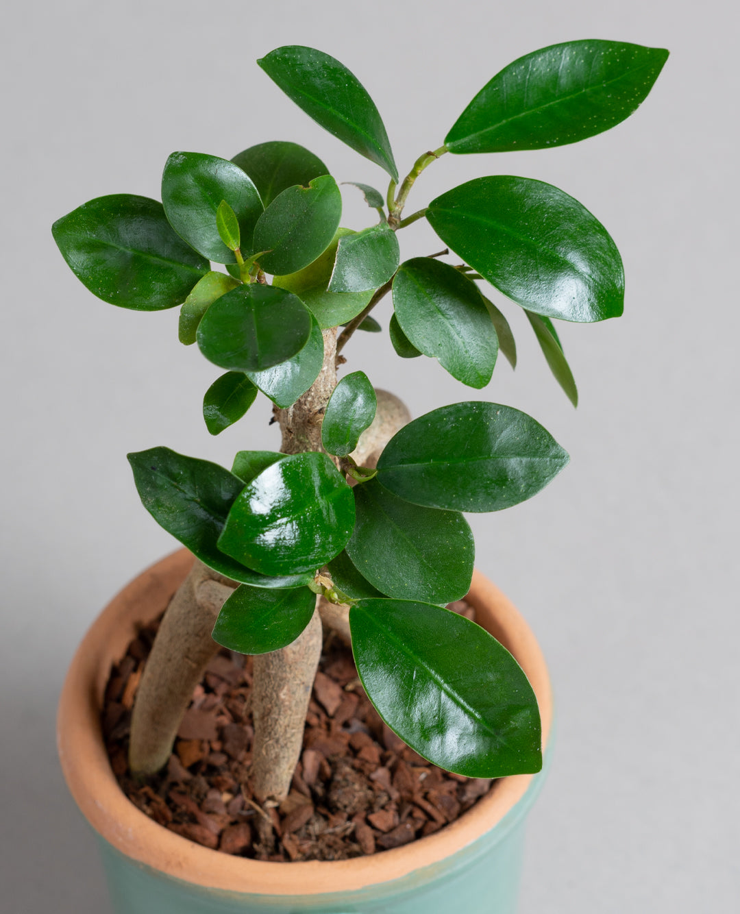 Bonsai Ficus Ginseng