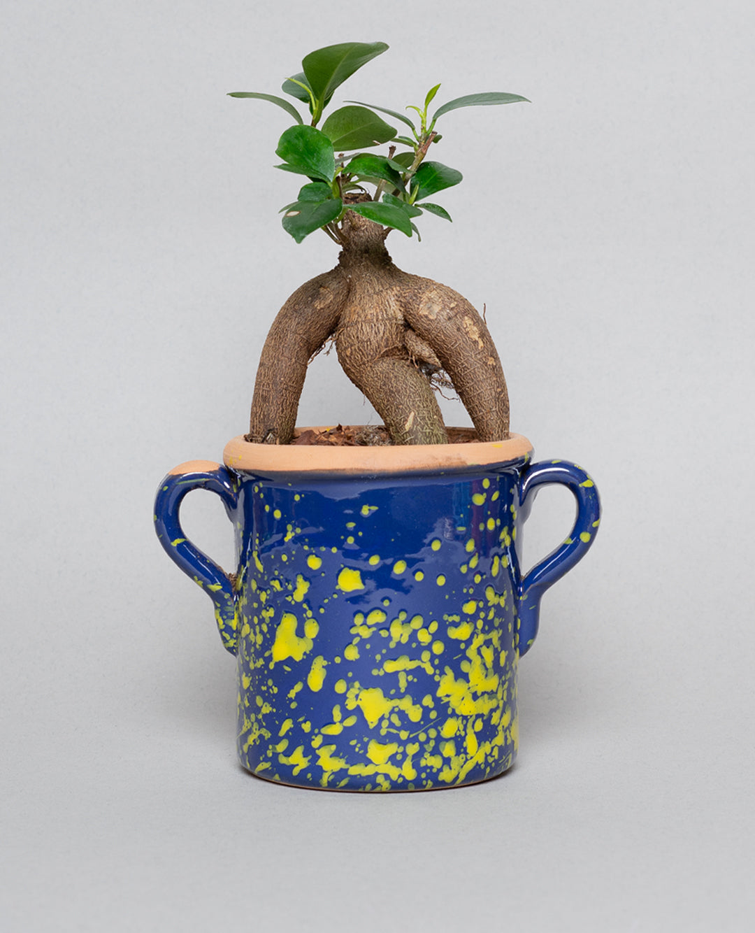 Bonsai Ficus Ginseng