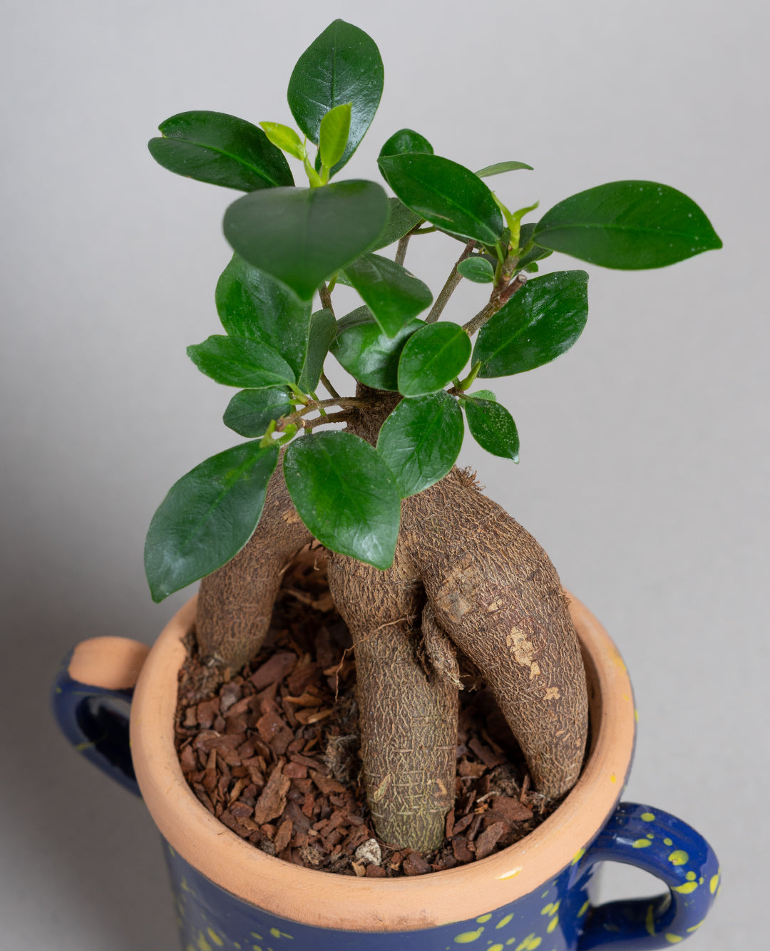 Bonsai Ficus Ginseng