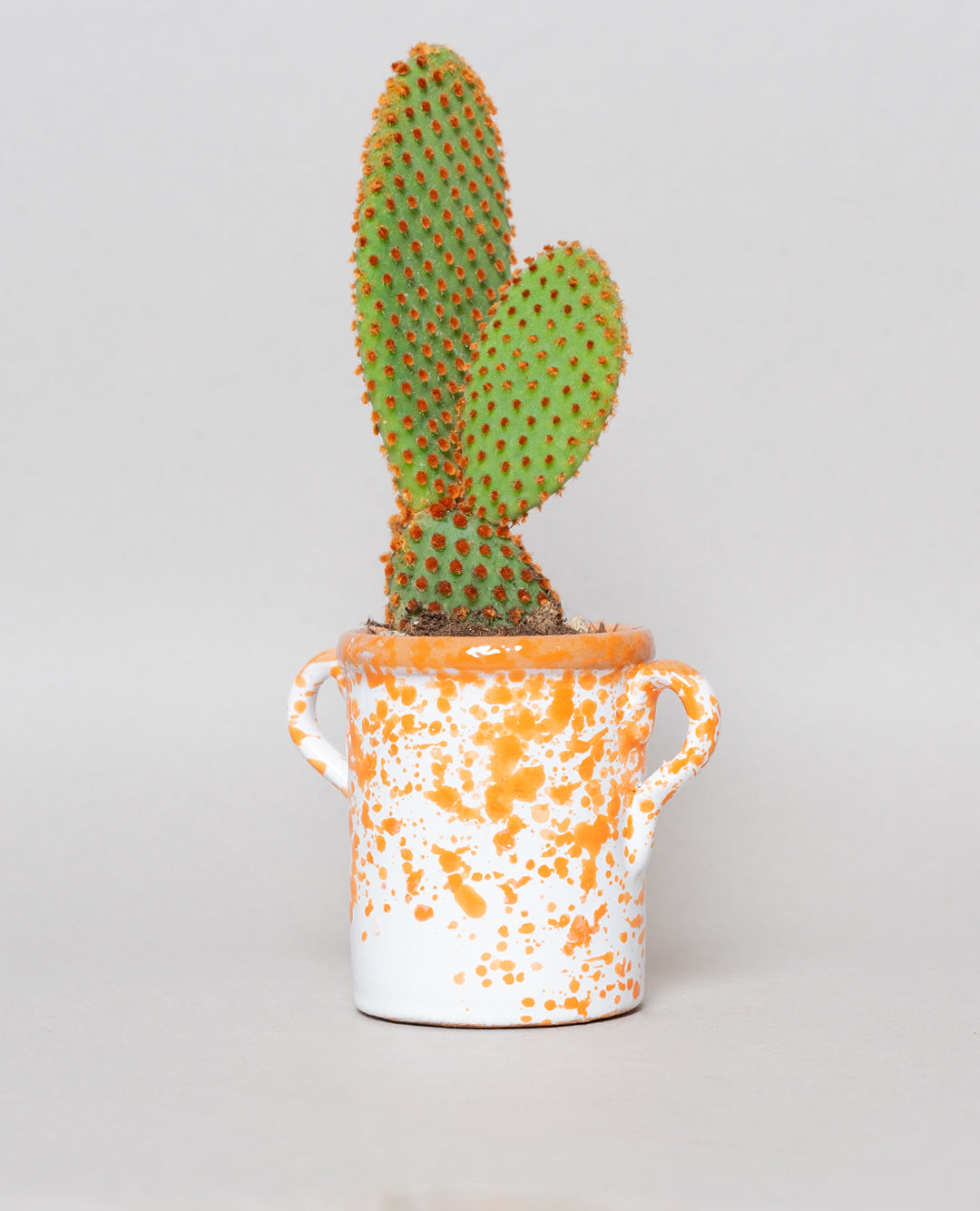 Opuntia microdasys con capasa in ceramica