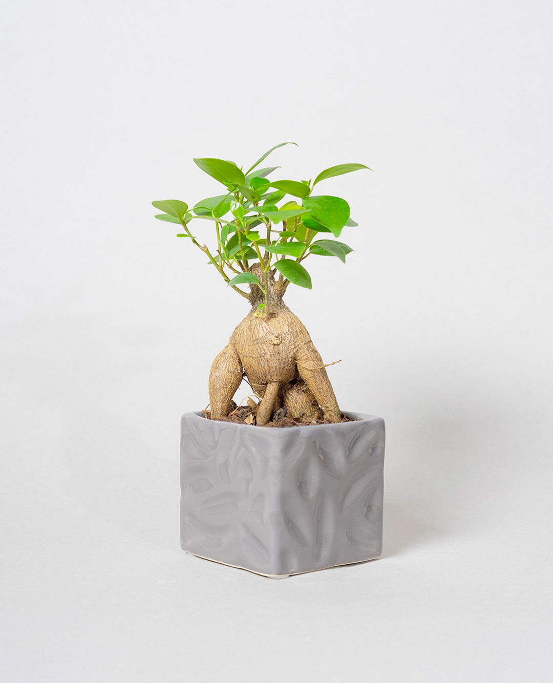 Bonsai Ficus Ginseng vaso in Ceramica