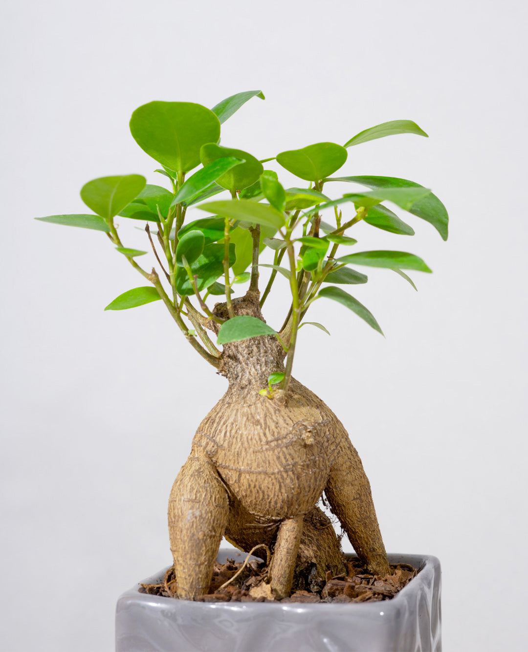 Bonsai Ficus Ginseng vaso in Ceramica