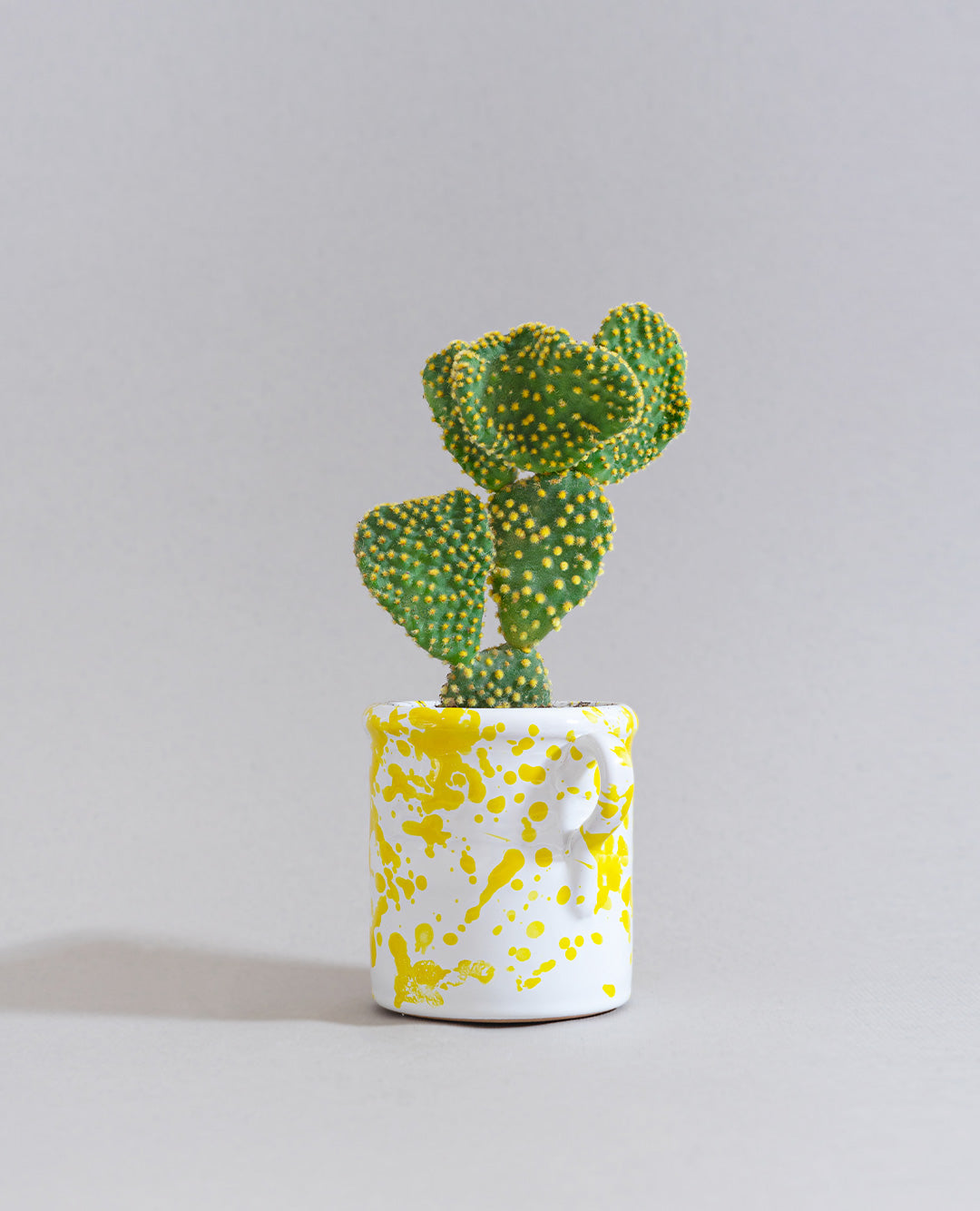 Opuntia microdasys con capasa in ceramica
