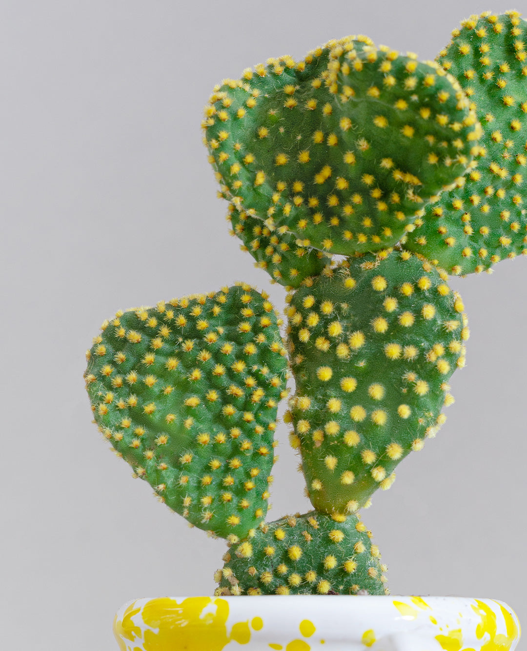 Opuntia microdasys con capasa in ceramica