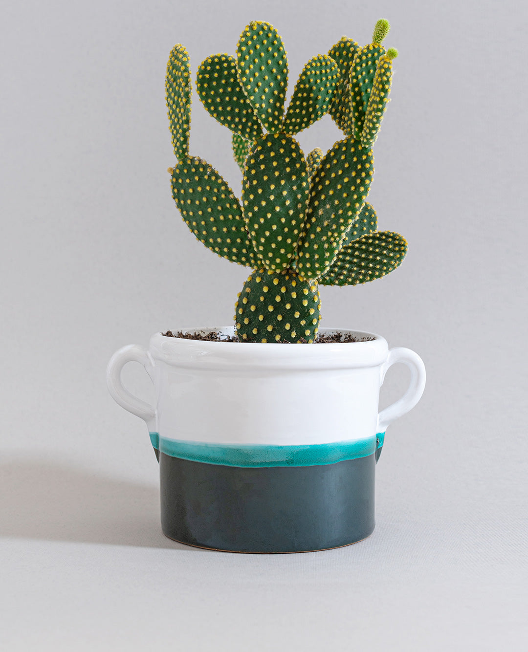 Opuntia microdasys con vaso in ceramica