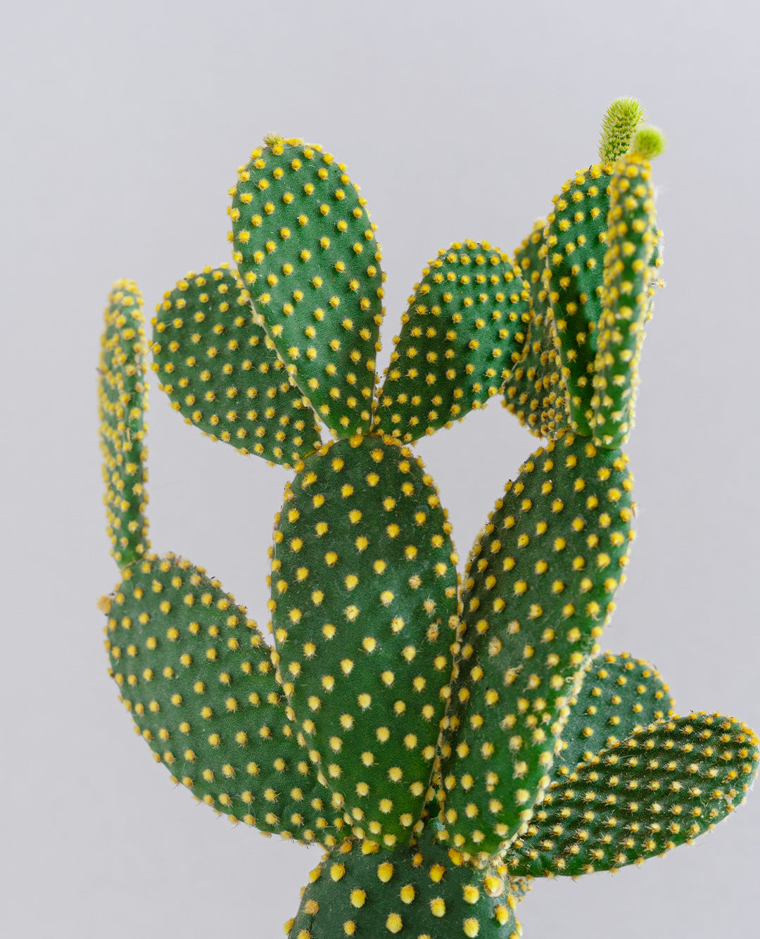 Opuntia microdasys con vaso in ceramica