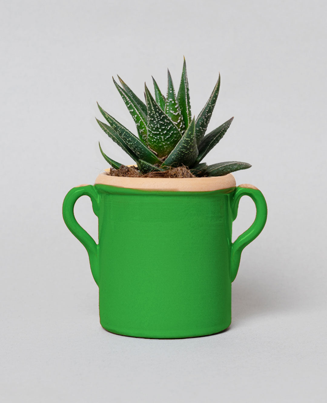 Gasteria Little Warty con capasa in ceramica