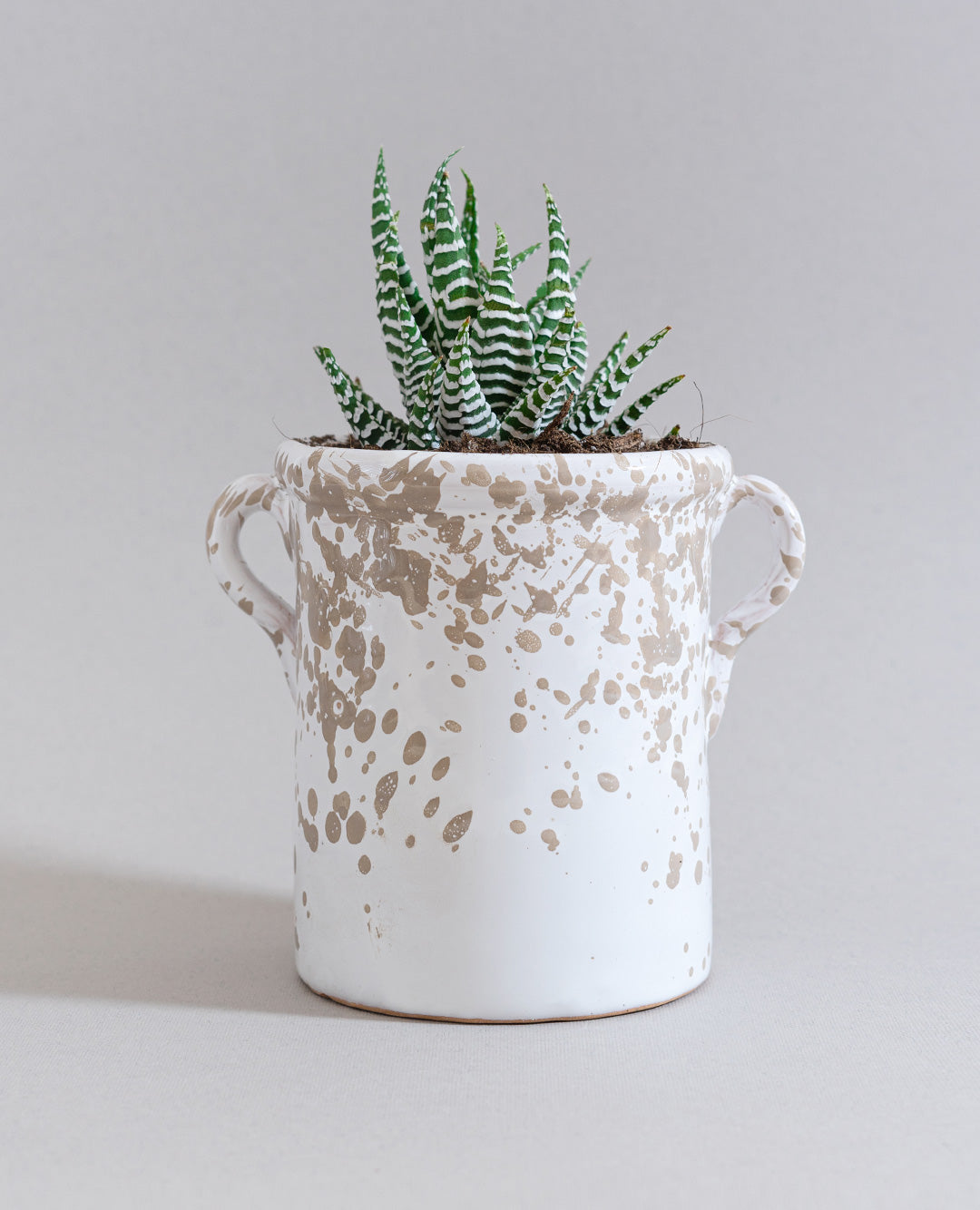 Haworthia Fasciata con vaso in ceramica