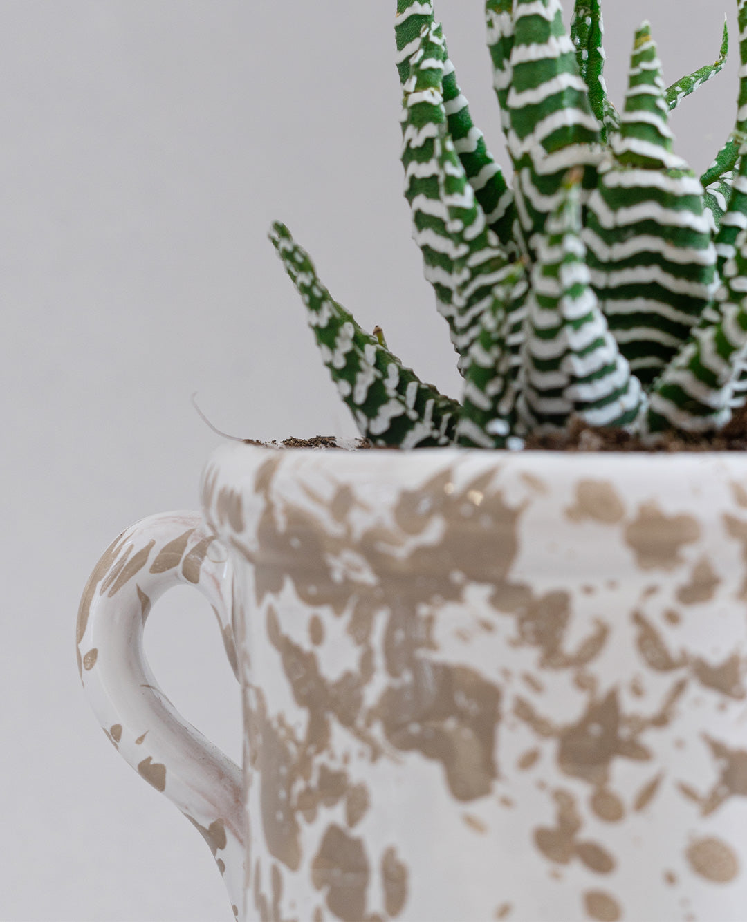 Haworthia Fasciata con vaso in ceramica
