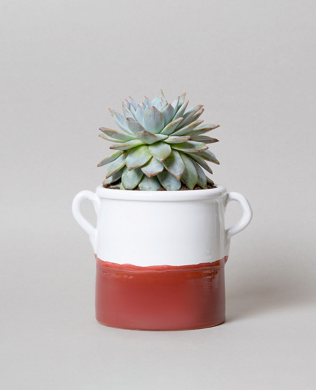 Echeveria Subsessilis con vaso in ceramica