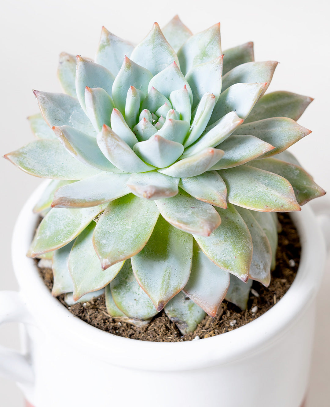 Echeveria Subsessilis con vaso in ceramica