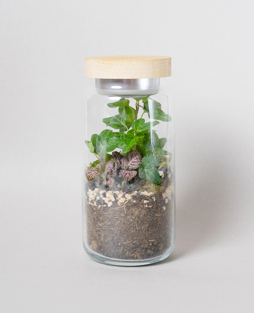 Terrarium con lampada led