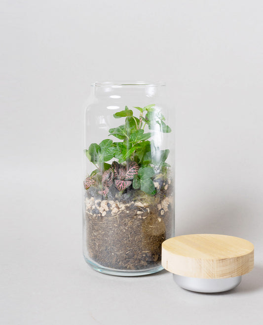 Terrarium con lampada led